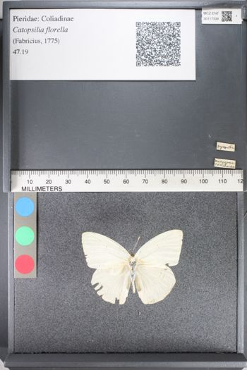 Media type: image;   Entomology 117338